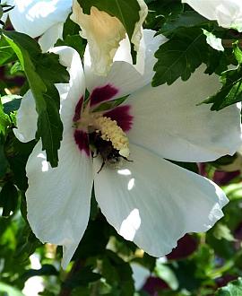 Hibiscus syr. 'Red Heart' Pot 15 liter Halfstam