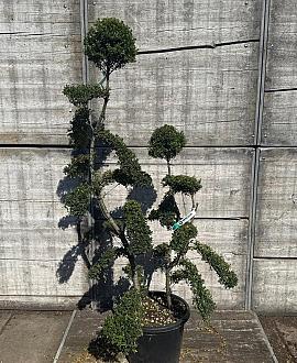 Ilex crenata 'Kimmei' Pot 35 Liter Bonsai