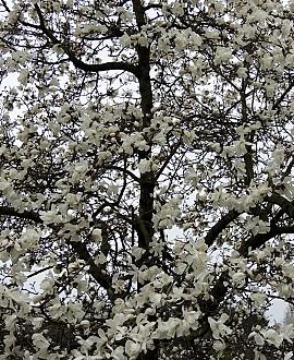 Magnolia loebneri 'Merrill' Pot 30 Liter 150 - 175 cm