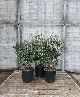 Osmanthus burkwoodii Pot 10 liter