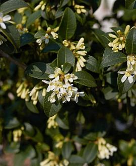 Osmanthus burkwoodii Pot 25 Liter Meerstammig