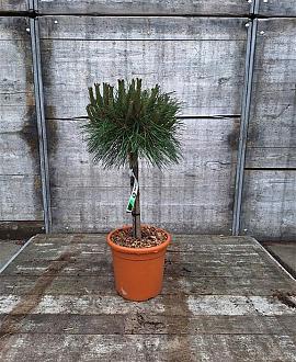 Pinus nigra 'Pierrick Brégeon' Pot 5 Liter Laagstam