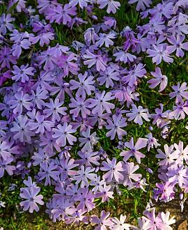 Phlox (S) 'G.F. Wilson' Pot 9 cm