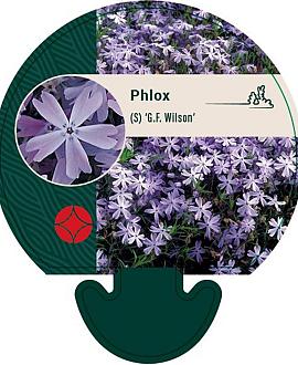 Phlox (S) 'G.F. Wilson' Pot 9 cm