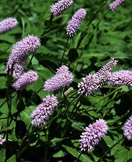 Persicaria vacciniifolia Pot 9 cm