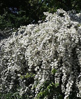 Deutzia gracilis 'Nikko' Pot 2 Liter