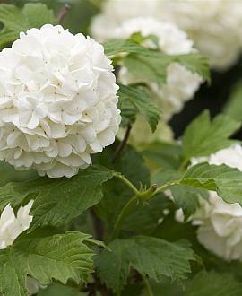 Hydrangea m. 'Snowball' Pot 5 Liter 