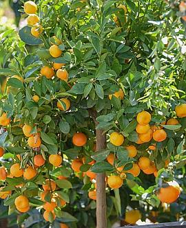 Citrus fort. 'Magarita Kumquat'  Pot 7,5 Liter Laagstam
