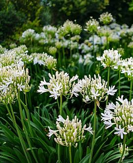 Agapanthus 'Arctic Star' Pot 5 Liter 