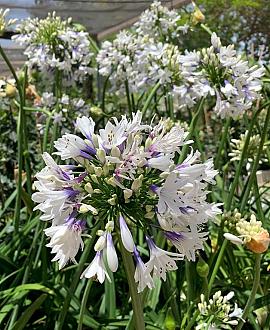 Agapanthus Fireworks Pot 5 Liter 