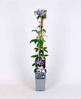 Clematis 'Justa' Pot 2 Liter