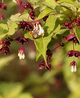 Leycesteria formosa Pot 3 Liter 