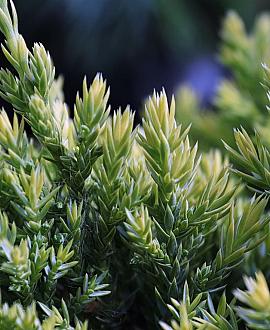 Juniperus squamata 'Holger' Pot 3,5 Liter 