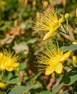 Hypericum calycinum Pot 2 Liter 20 - 30 cm