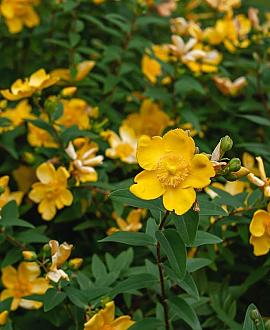 Hypericum 'Hidcote' Pot 2 Liter