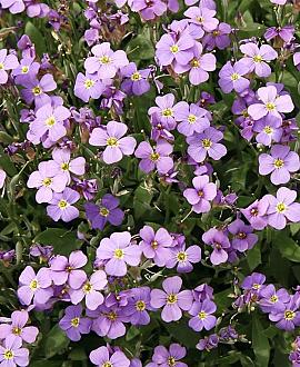 Phlox (D) 'Lilac Cloud' Pot 9 cm