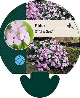 Phlox (D) 'Lilac Cloud' Pot 9 cm