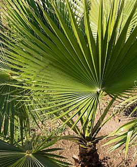 Trachycarpus fortunei stam 90 cm