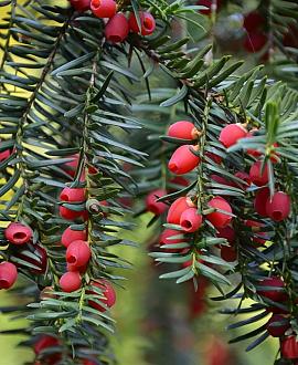 Taxus media 'Hicksii' 60 - 80 cm