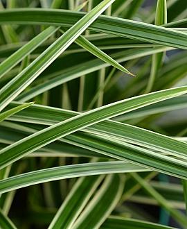 Carex morrowii 'Ice Dance' V2