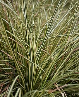 Carex oshim. 'Evergold' V2