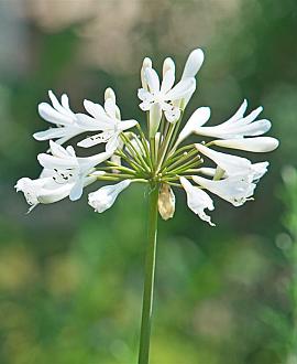 Agapanthus 'Double Diamond' Pot 9 cm