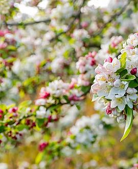 Malus 'Evereste' Stam 120 cm Leivorm 150x120 (BxH) 
