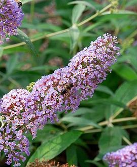Buddleja d. 'Ile de France' Pot 7,5 Liter 60 - 80 cm