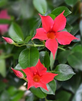 Mandevilla Sundaville -