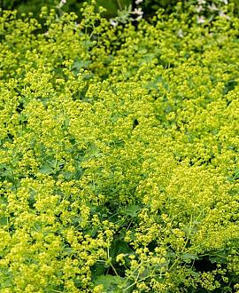 Alchemilla mollis 'Thriller' Pot 9 cm