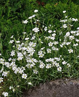 Phlox (S) 'Maischnee' Pot 9 cm