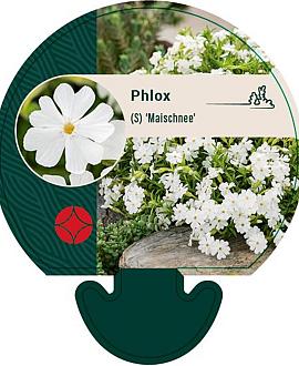 Phlox (S) 'Maischnee' Pot 9 cm