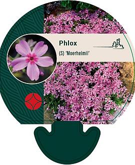 Phlox (S) 'Moerheimii' Pot 9 cm