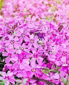 Phlox (S) 'Moerheimii' Pot 9 cm