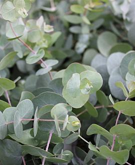 Eucalyptus gunnii Pot 7,5 Liter 