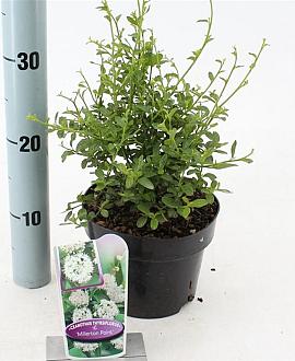 Ceanothus thyr. 'Millerton Point' Pot 2 Liter