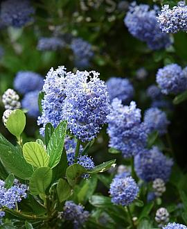 Ceanothus thyrsiflorus repens Pot 10 liter