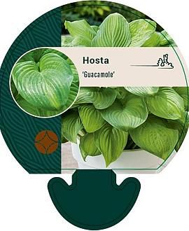 Hosta 'Guacamole' Pot 9 cm