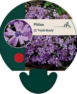 Phlox (S) 'Purple Beauty' Pot 9 cm