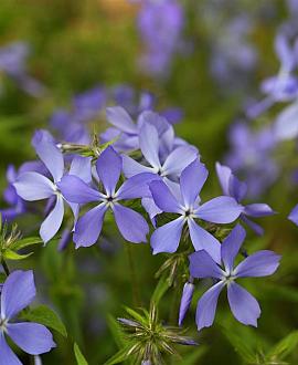 Phlox (S) 'Purple Beauty' Pot 9 cm