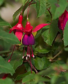 Fuchsia 'Mrs Popple' Pot 5 Liter 