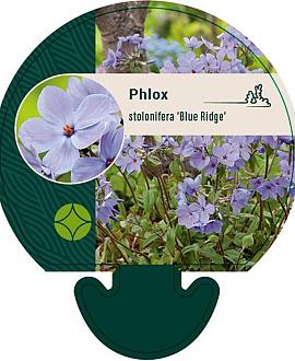 Phlox stolon. 'Blue Ridge' Pot 9 cm