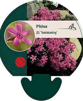 Phlox (S) 'Temiskaming' Pot 9 cm