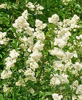Ligustrum delavayanum Pot 18 liter Halfstam