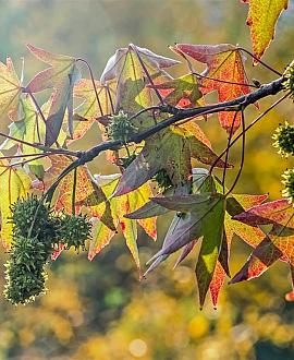 Liquidambar s. 'Gum Ball' Pot 18 liter Halfstam