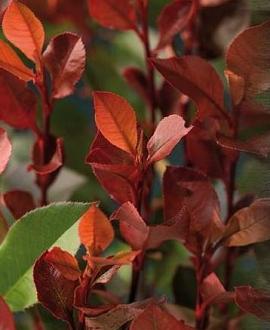 Photinia fraseri 'Little Red Robin' Pot 18 liter Halfstam