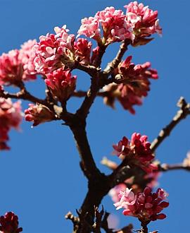 Viburnum bodn. 'Dawn' Pot 5 Liter 50 - 60 cm