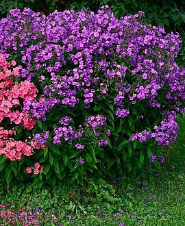Phlox (P) 'The King' Pot 9 cm