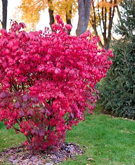 Euonymus alatus Pot 55 liter 150 - 175 cm Meerstammig