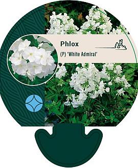 Phlox (P) 'White Admiral' Pot 9 cm
